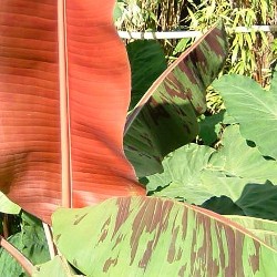 Musa sikkimensis Red Tiger www.PerkGroen.nl